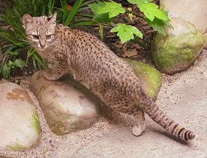 Откриха нов котешки вид в Бразилия