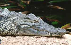 През 2001 г. имало клинична пътека за  ухапване от алигатор