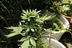 Уругвай легализира търговията с марихуана