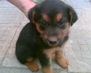 Устройство „превежда“ езика на кучетата