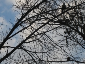 Слънчево, с температури до 9 градуса във вторник