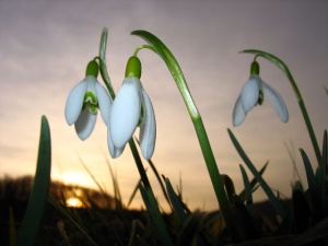 Посрещаме новата 2014 година с пролетни температури