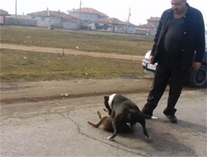 1200 сигнала срещу собственик на питбул, разкъсал бездомно куче