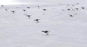 Черно море замръзна край Одеса