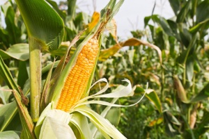 Нов вид ГМО царевица разрешена в Европа