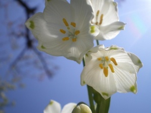 Пролетни температури в неделя