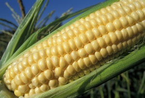 България срещу отглеждането на ГМО в ЕС