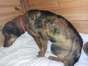 Запалиха бездомно куче в Бургас