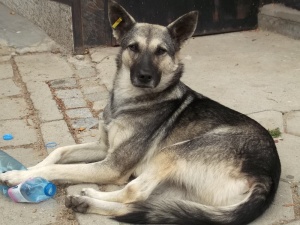 Прокуратурата се самосезира за запаленото бездомно куче