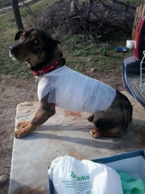 Подпаленото куче ще се възстановява една година