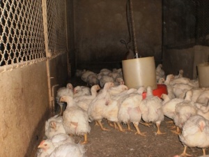 Няма хормони в птичето месо, твърди БАБХ