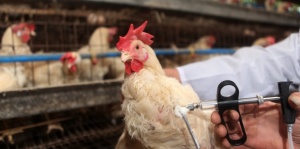 Започват проверки за пилетата с хормони
