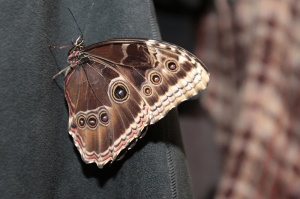 Внесени от чужбина пеперуди пърхат в парламента