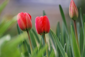 Депутатите от БСП изненадаха дамите по случай 8 март