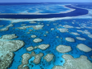 Големият бариерен риф е застрашен от необратими щети