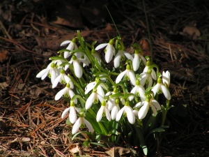 Настъпва астрономическата пролет