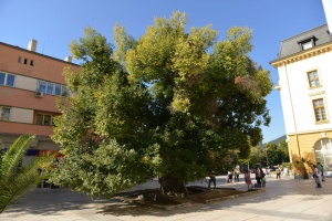 Сливенският бряст е „Европейско дърво на годината“