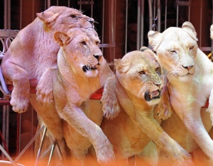 Забраняват дресировката на зверове в цирка