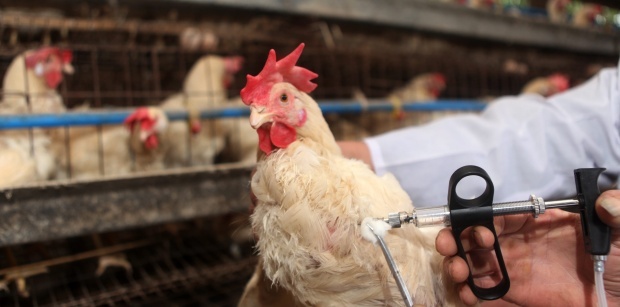 Започват проверки за пилетата с хормони