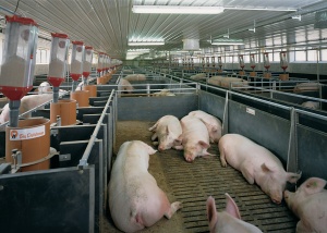 Фонд "Земеделие" дава 40 млн. лева за хуманно отношение към птици и свине