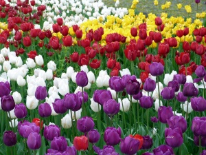 Мъж ще лежи 3 месеца в затвора заради кражба на лалета