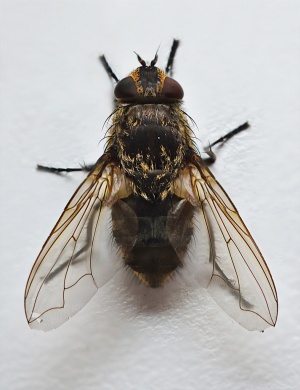 Учени откриха насекоми с “разменени” полови органи