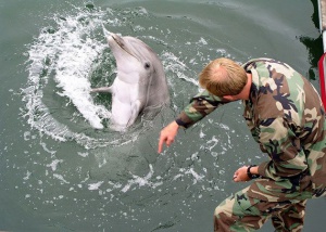Американски делфини ще участват в ученията на НАТО в Черно море
