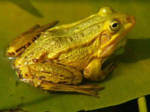 Жаби, червеи и дъждовници изтичат от чешмите в Етрополе
