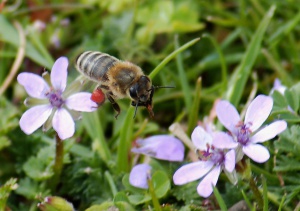 „Грийнпийс“: План „Б“ – земеделие без пестициди