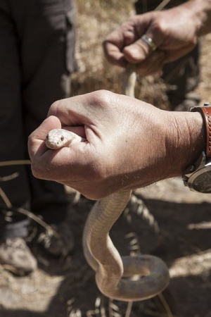 Стотици странни змии изпълзяха от подпорна стена