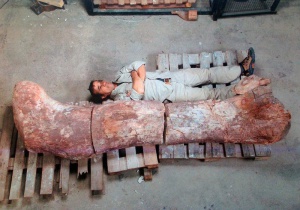Намериха останки от най-големия динозавър в Аржентина