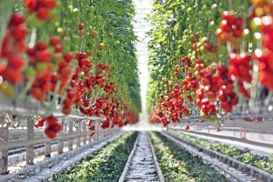 Розовият домат влезе в Световната съкровищница на вкусове