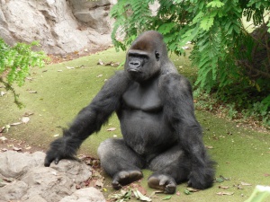 Ветеринар упои работник в зоопарк вместо горила