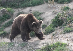 Мечки обикалят Родопите и плашат хората