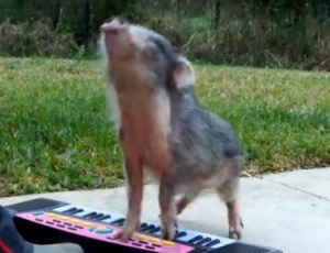 Музикант на годината: прасенце свири на пиано