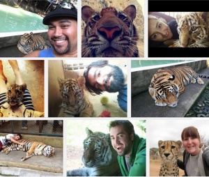 Паника в Ню Йорк: Забраняват селфитата с тигри