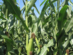 Забраната за отглеждане на ГМО царевица у нас остава