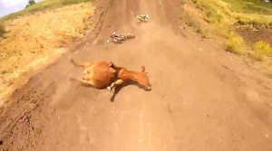 Мотористи прегазиха заспала крава-беглец (видео)