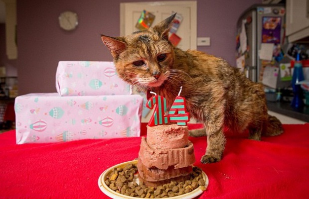 На 114 човешки години почина най-старата котка в света