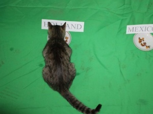 Котка позна резултата на всички мачове от Световното