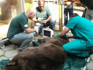 Отведоха мечките от пловдивския зоопарк, екоактивисти спират строежа на нов