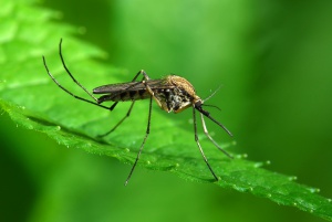Бум на комари заради пороите в София
