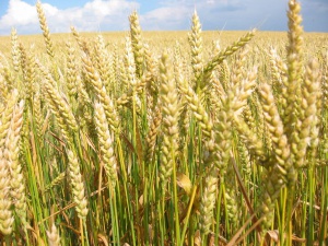 Изнесли сме рекордно количество пшеница