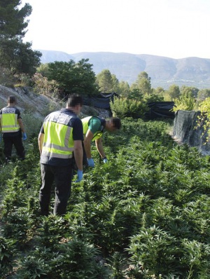 МВР разби две домашни наркооранжерии