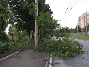 Проверяват опасните дървета в София