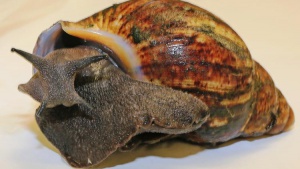 Внимание - вече има и гигантски опасни охлюви (галерия + видео)