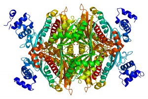 Ген забавя с четири години отключването на Алцхаймер