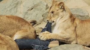 Тигри и мечки ръфат дънки за благотворителност (видео)
