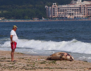 Морето изхвърли огромен мъртъв делфин