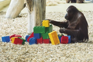 Най-смешните животни от Виенския зоопарк (галерия)
